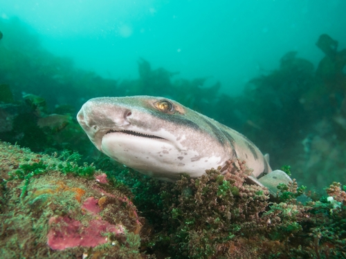 Draughtsboard shark (Cephaloscyllium isabellum) — Scyliorhinidae
