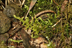 Thuidiopsis sparsa