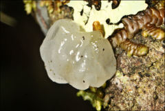 Tremella globispora