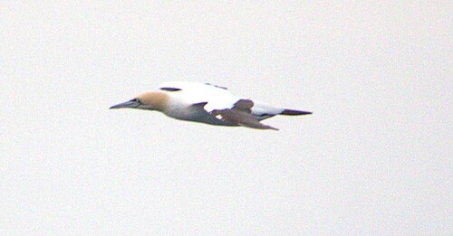 iNaturalist image