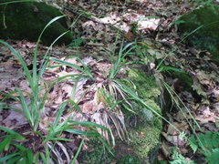 Carex arctata