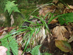 Carex arctata