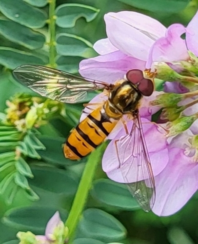 Marmalade Hover Fly