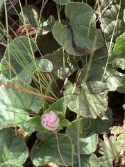 Ipomoea transvaalensis