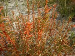Gyrostemon australasicus