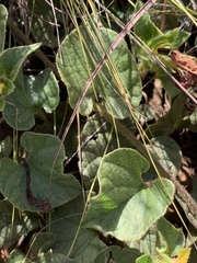 Ipomoea transvaalensis