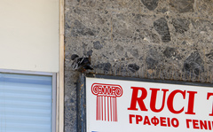 Columba livia domestica