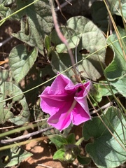 Ipomoea transvaalensis