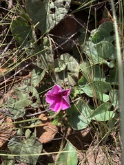 Ipomoea transvaalensis