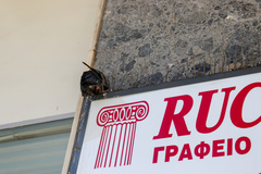 Columba livia domestica