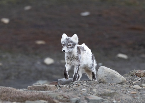 Arctic Fox observed by ashtonreiser