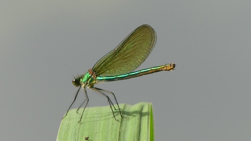 Banded Demoiselle