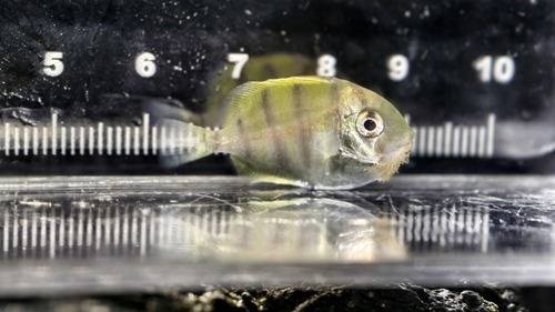 Convict Surgeonfish (Acanthurus triostegus)