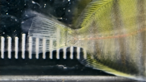 Convict Surgeonfish (Acanthurus triostegus)
