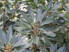 Daphniphyllum macropodum