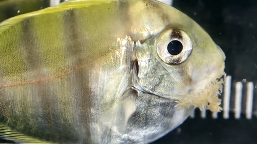 Convict Surgeonfish (Acanthurus triostegus)