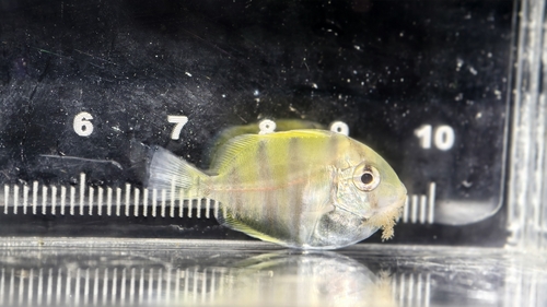 Convict Surgeonfish (Acanthurus triostegus)