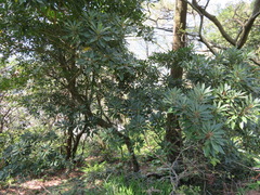 Daphniphyllum macropodum