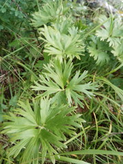 Anemonastrum crinitum