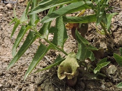 Aristolochia bottae