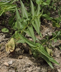 Aristolochia bottae