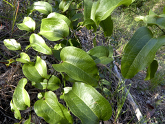 Smilax australis