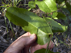 Smilax australis
