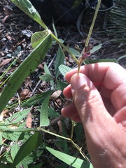 Flemingia parviflora