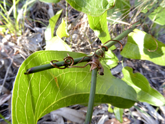 Smilax australis