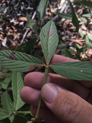 Flemingia parviflora