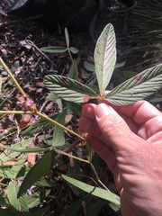 Flemingia parviflora