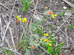 Crotalaria obscura