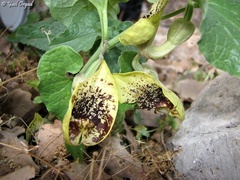 Aristolochia paecilantha