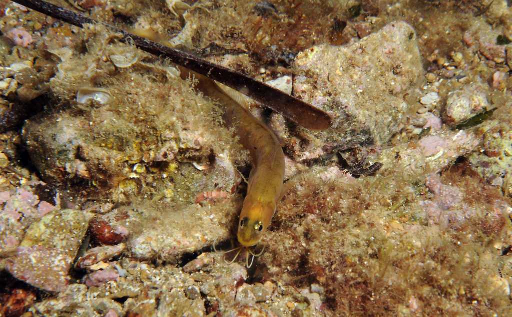 Red Snake Blenny
