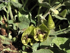 Aristolochia paecilantha