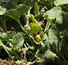 Aristolochia paecilantha
