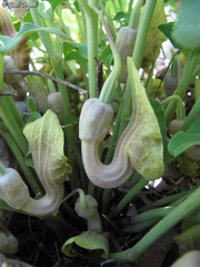 Aristolochia paecilantha