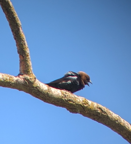 Brown-headed Cowbird