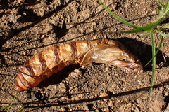 Abantiades atripalpis