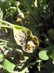 Aristolochia paecilantha