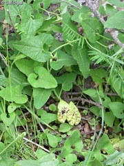 Aristolochia paecilantha