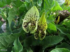 Aristolochia paecilantha