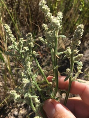 Pterocaulon redolens