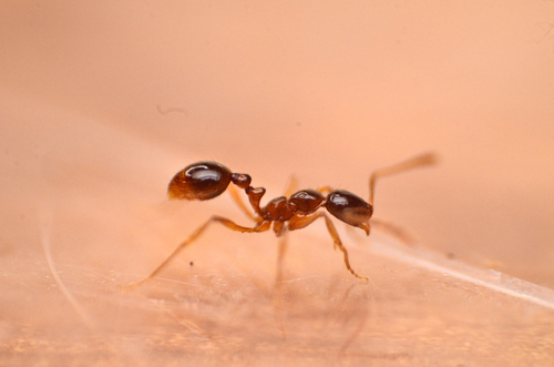 Megalomyrmex silvestrii
