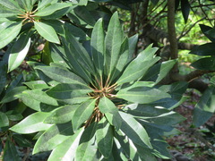 Daphniphyllum macropodum