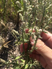 Pterocaulon redolens