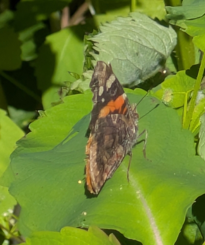 Red Admiral