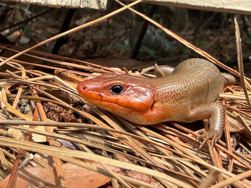 Broad-headed Skink observed by tdloyd