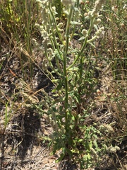 Pterocaulon redolens