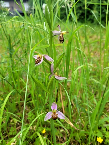 Bee Orchid